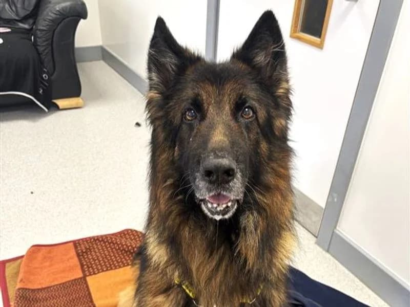 Mortimer, male senior mixed breed for adoption at Dogs Trust Ballymena, Ballymena