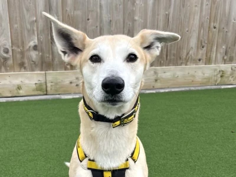 Tj, male senior Whippet for adoption at Dogs Trust Ballymena, Ballymena