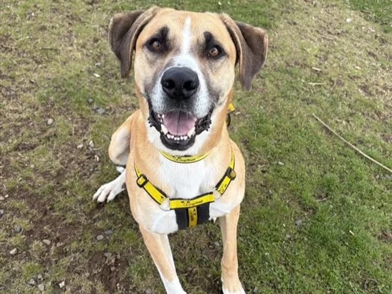 Bailey, male 5yo Saint Bernard for adoption at Dogs Trust Ballymena, Ballymena