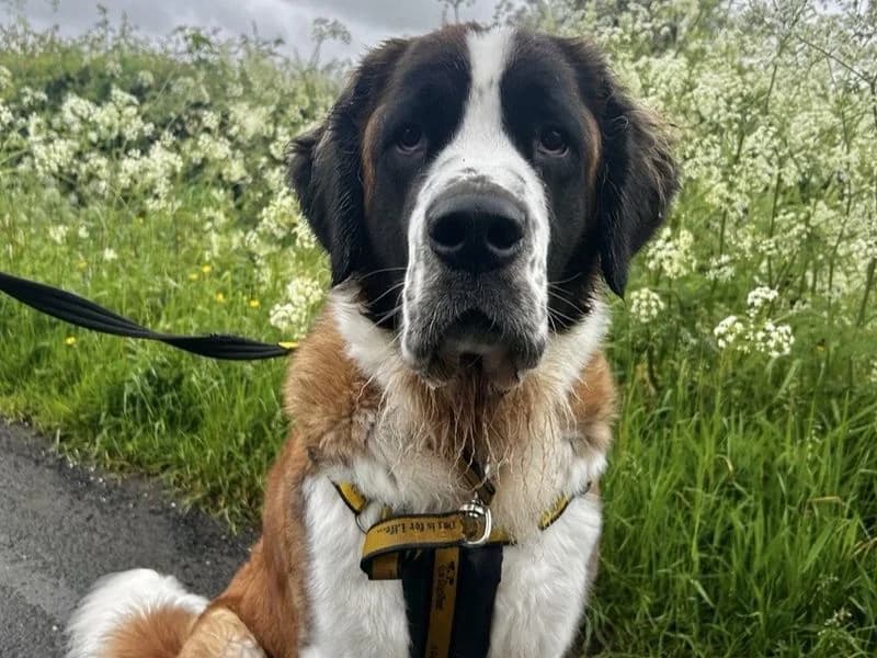 Betty, female young Saint Bernard for adoption at Dogs Trust Ballymena, Ballymena