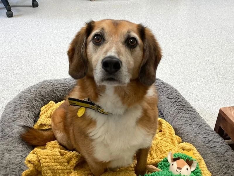Milo, male 6yo Beagle for adoption at Dogs Trust Ballymena, Ballymena