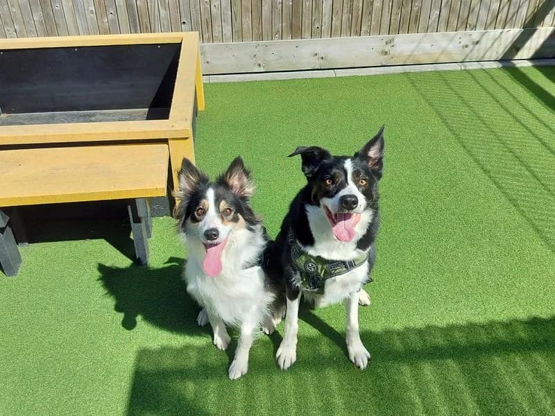Riley, male 5yo Border Collie for adoption at Dogs Trust Ballymena, Ballymena