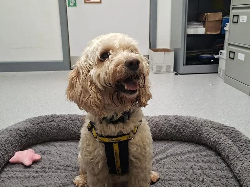 Max, male 3yo Cocker Spaniel for adoption at Dogs Trust Ballymena, Ballymena