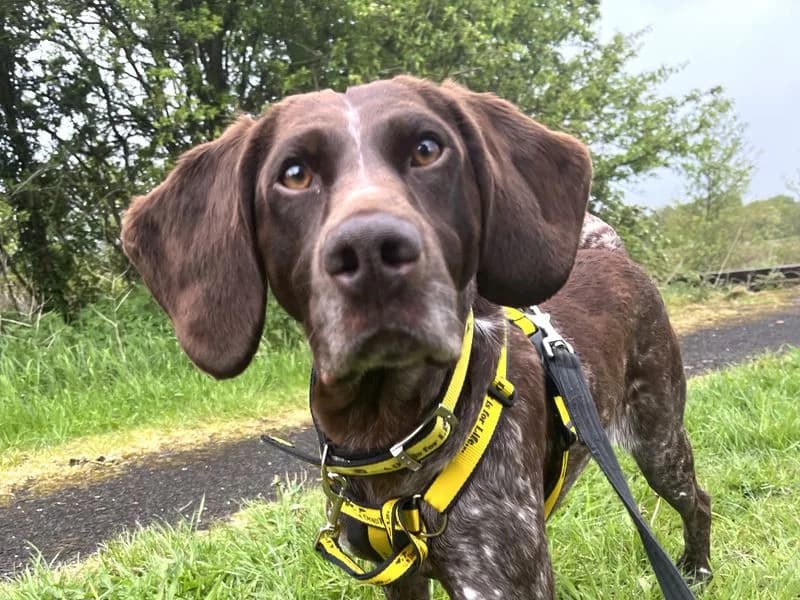 Maude, female 6yo Pointer for adoption at Dogs Trust Ballymena, Ballymena