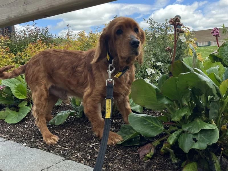 Hector, male senior Cocker Spaniel for adoption at Dogs Trust Ballymena, Ballymena
