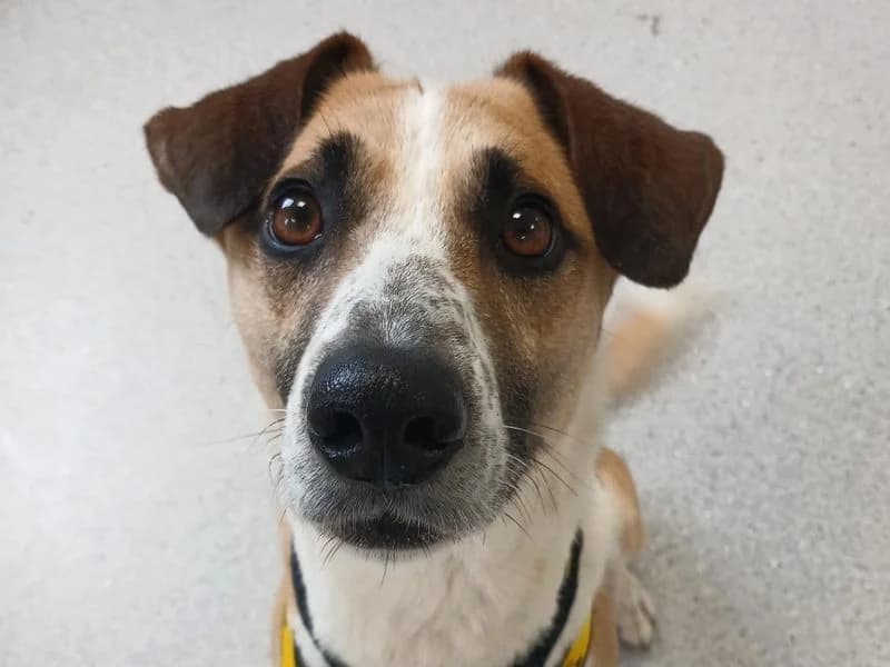 Toby, male 3yo Jack Russell Terrier for adoption at Dogs Trust Ballymena, Ballymena