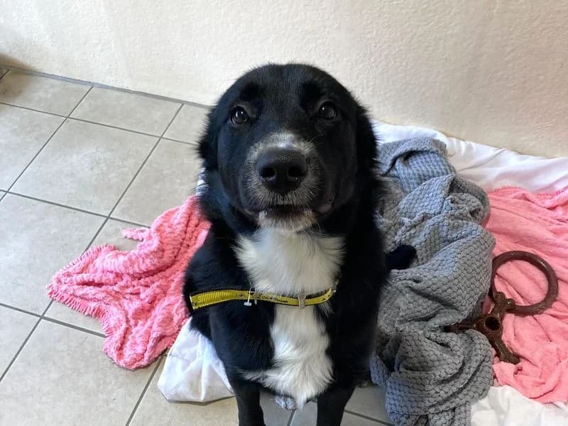 Martin, male young Border Collie for adoption at Dogs Trust Ballymena, Ballymena