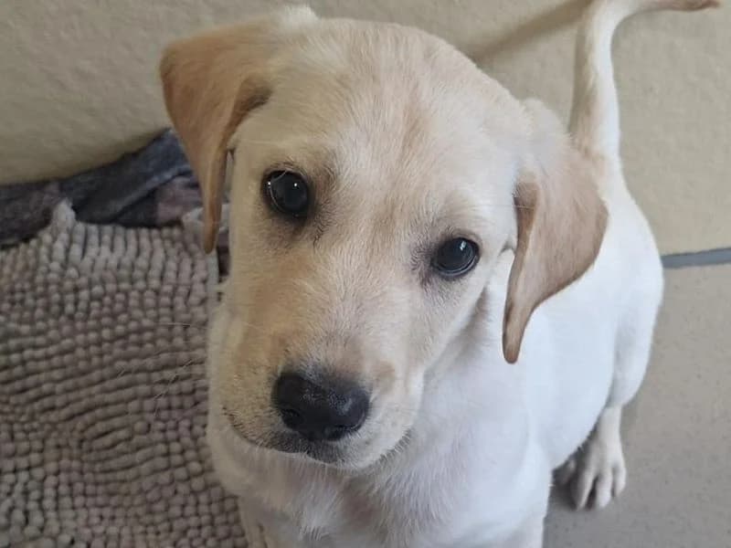 Tyler, male puppy Labrador Retriever for adoption at Dogs Trust Ballymena, Ballymena