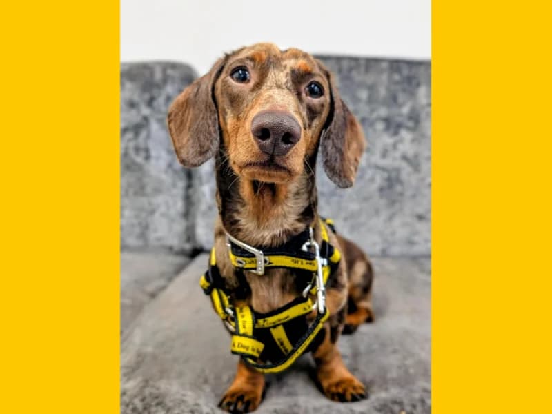 Frankie, male young mixed breed for adoption at Dogs Trust Ballymena, Ballymena