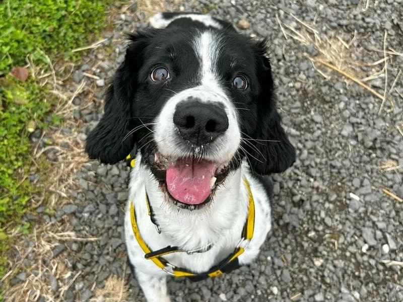 Fred, male senior mixed breed for adoption at Dogs Trust Ballymena, Ballymena