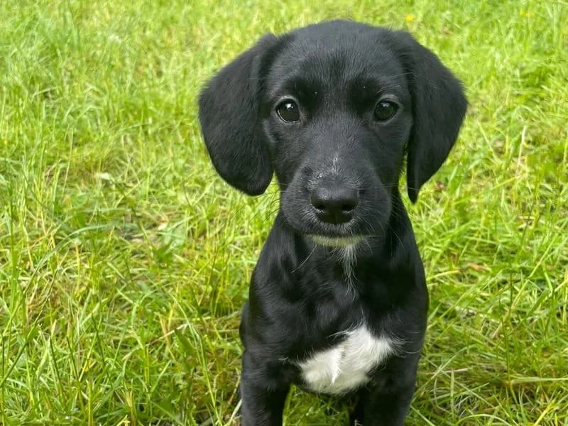 Matilda, female puppy Cocker Spaniel for adoption at Dogs Trust Ballymena, Ballymena