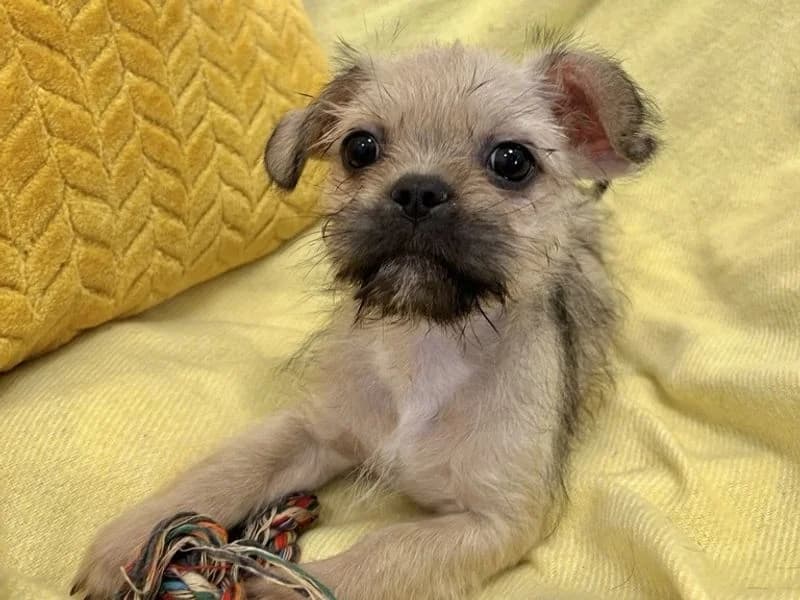 Buzz, male puppy Shih Tzu for adoption at Dogs Trust Ballymena, Ballymena