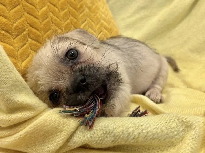 Woody, male puppy Shih Tzu for adoption at Dogs Trust Ballymena, Ballymena