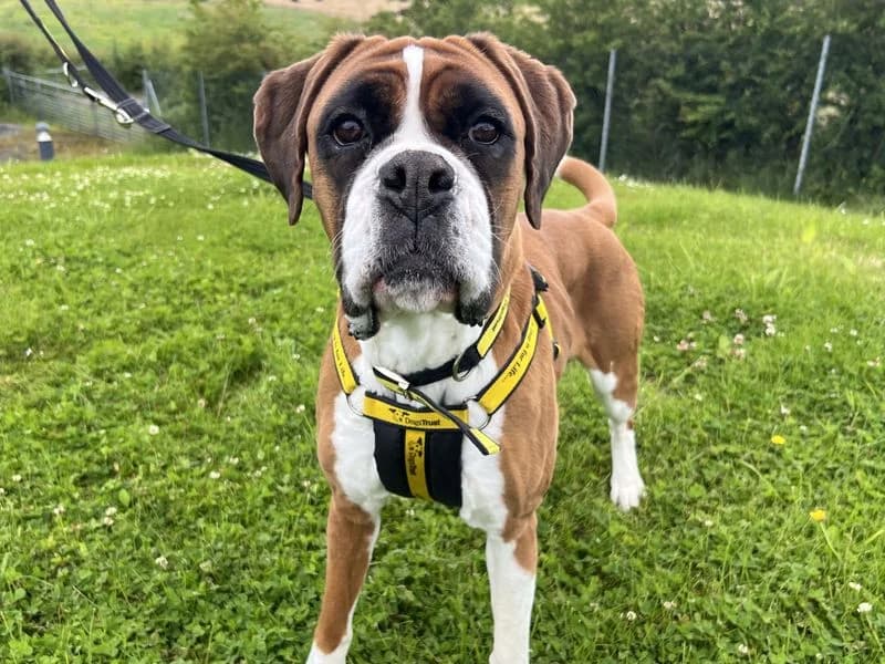 Spot, female 5yo mixed breed for adoption at Dogs Trust Ballymena, Ballymena