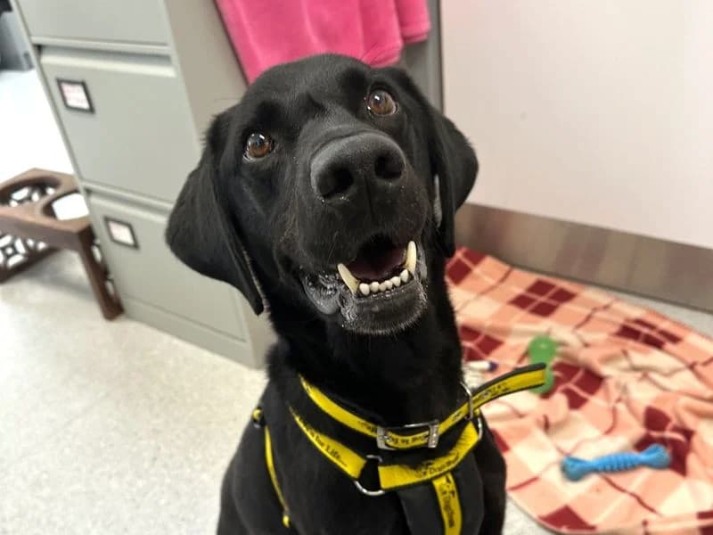 Cash, male 6yo Labrador Retriever for adoption at Dogs Trust Ballymena, Ballymena
