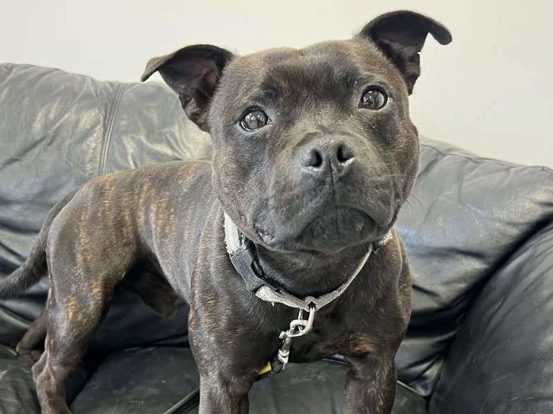 Brax, male 3yo Staffordshire Bull Terrier for adoption at Dogs Trust Ballymena, Ballymena