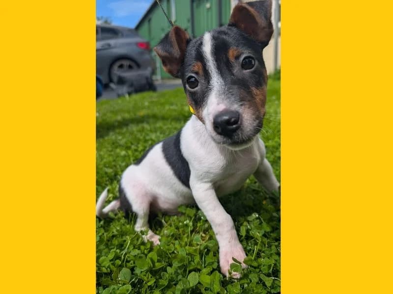 Wunder, male puppy Mixed Breed for adoption at Dogs Trust Ballymena, Ballymena