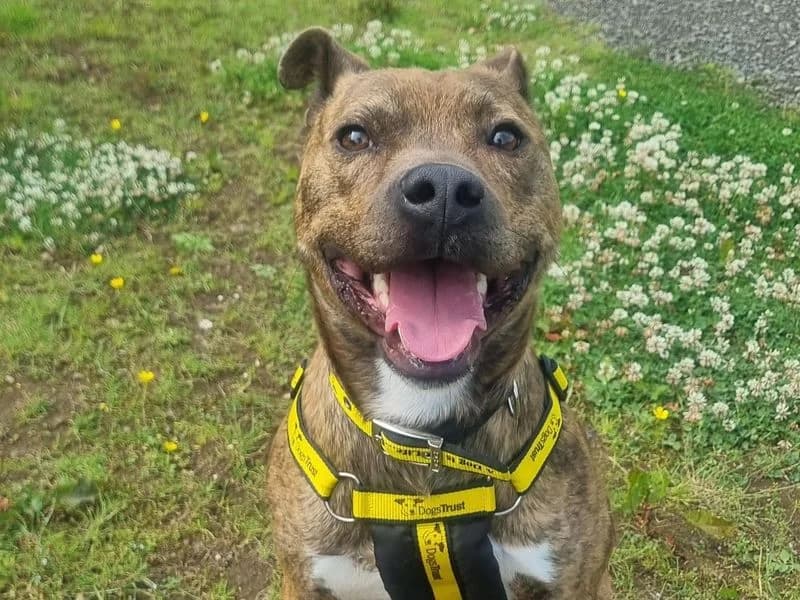 Wally, male young Staffordshire Bull Terrier for adoption at Dogs Trust Ballymena, Ballymena