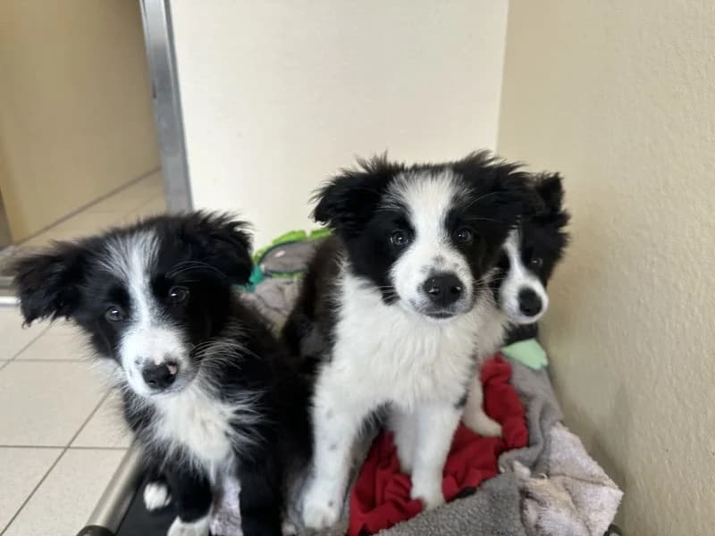 Ferdie, male puppy Border Collie for adoption at Dogs Trust Ballymena, Ballymena