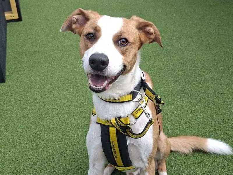 Bailey, male young mixed breed for adoption at Dogs Trust Ballymena, Ballymena