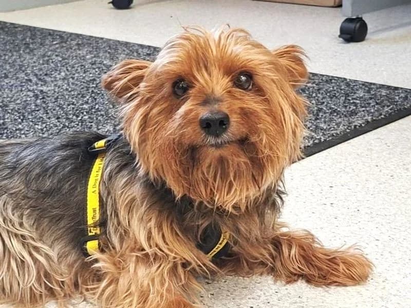 Angel, female senior Yorkshire Terrier for adoption at Dogs Trust Ballymena, Ballymena