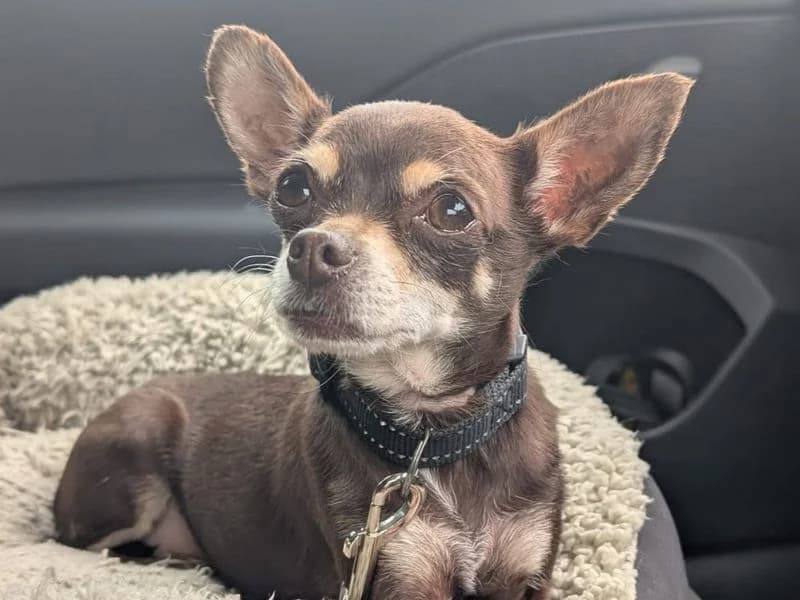 Milly, female 6yo Chihuahua for adoption at Dogs Trust Ballymena, Ballymena