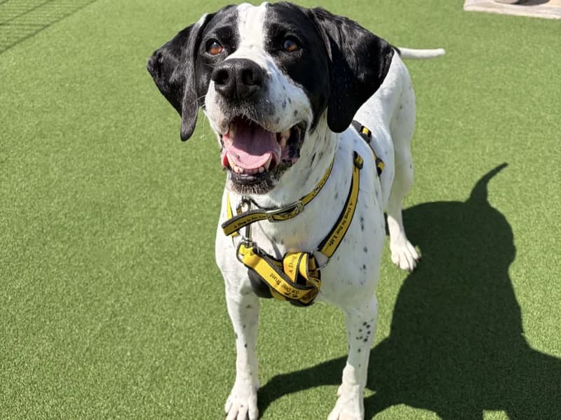 Dorothy, female 5yo Pointer for adoption at Dogs Trust Ballymena, Ballymena