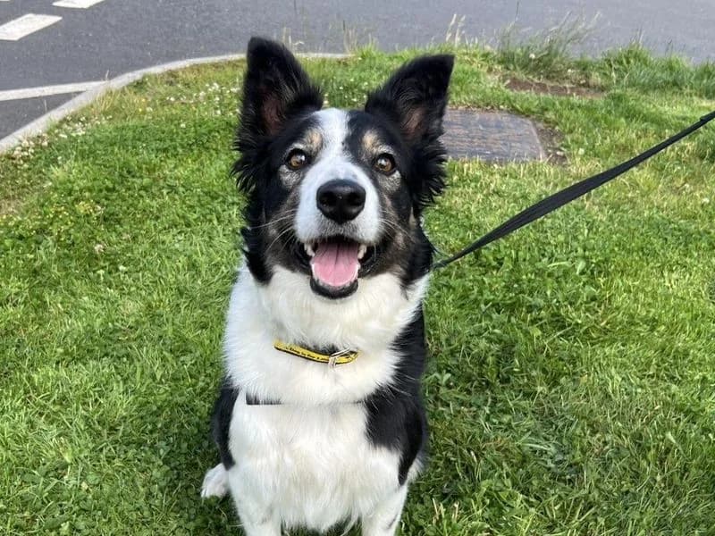 Tess, female 4yo Border Collie for adoption at Dogs Trust Ballymena, Ballymena