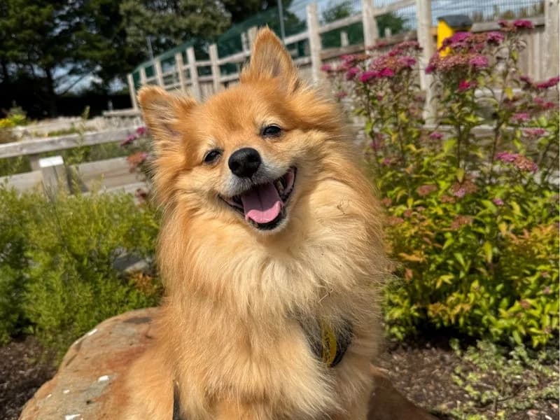 Sandy, female senior Pomeranian for adoption at Dogs Trust Ballymena, Ballymena