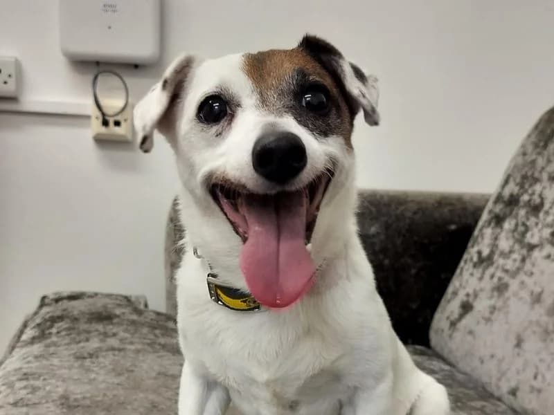 Patch, male senior Jack Russell Terrier for adoption at Dogs Trust Ballymena, Ballymena