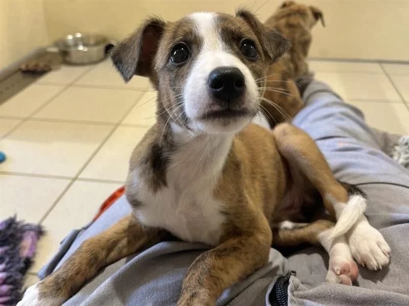 Nutmeg, female puppy Border Collie for adoption at Dogs Trust Ballymena, Ballymena