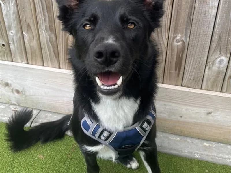 Socks, male young Collie for adoption at Dogs Trust Ballymena, Ballymena