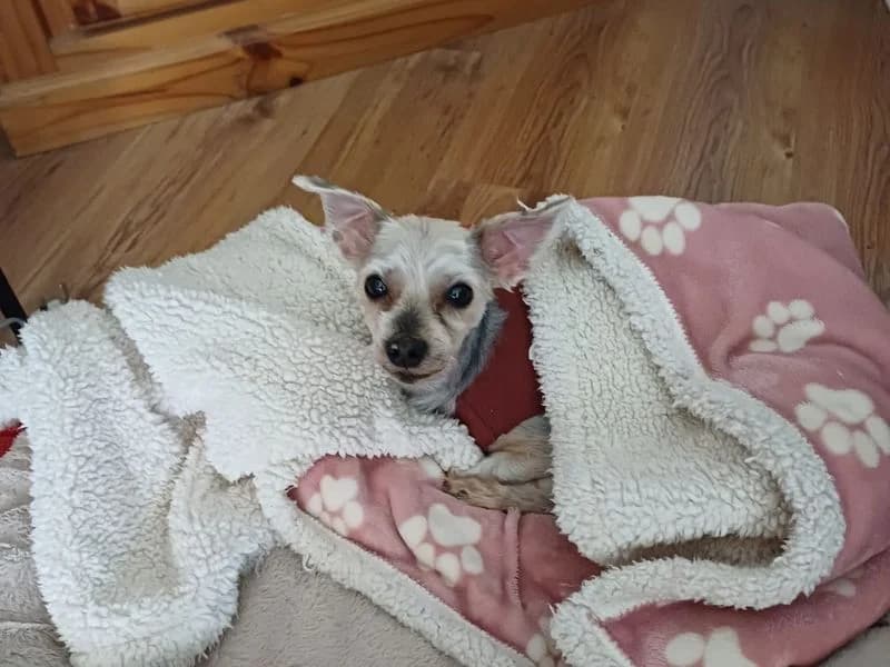 Annie, female senior Yorkshire Terrier for adoption at Dogs Trust Ballymena, Ballymena