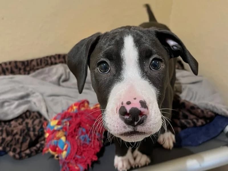 Domino, male puppy Staffordshire Bull Terrier for adoption at Dogs Trust Ballymena, Ballymena