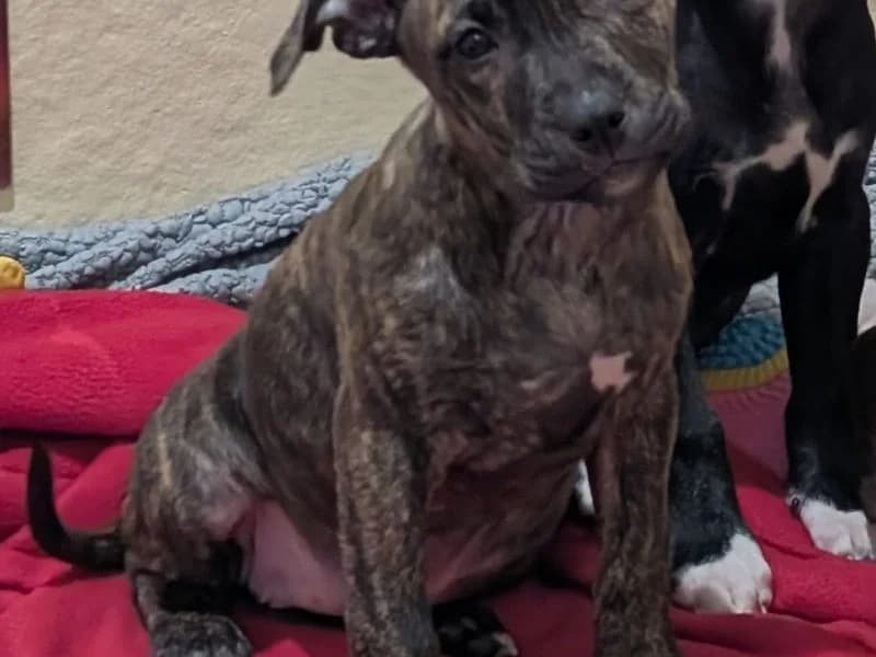 Scrabble, female puppy Staffordshire Bull Terrier for adoption at Dogs Trust Ballymena, Ballymena