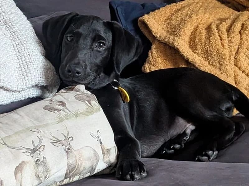 Merlin, male puppy Labrador Retriever for adoption at Dogs Trust Ballymena, Ballymena