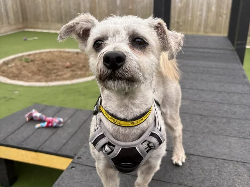 Jim, male 5yo Shih Tzu for adoption at Dogs Trust Ballymena, Ballymena