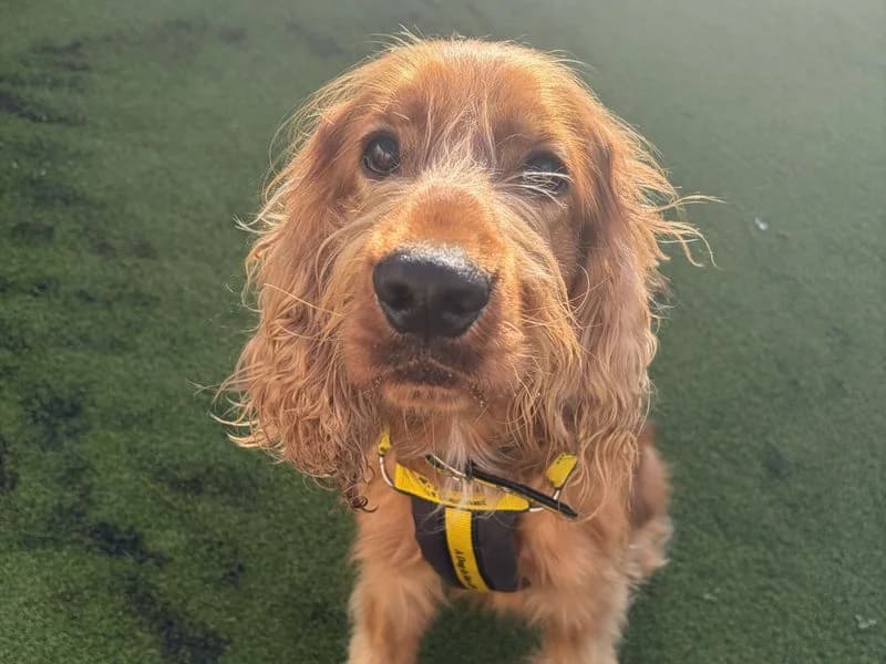 Bear, male young Cocker Spaniel for adoption at Dogs Trust Ballymena, Ballymena