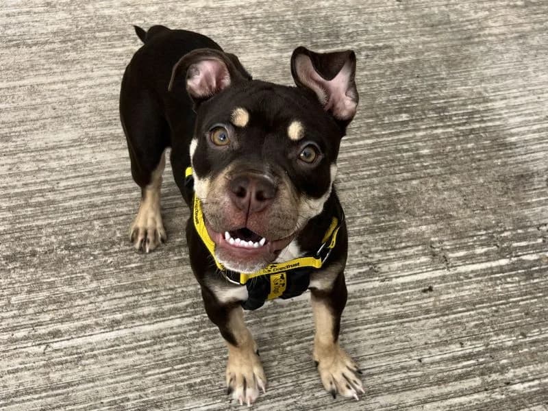 Xena, female puppy English Bulldog for adoption at Dogs Trust Ballymena, Ballymena