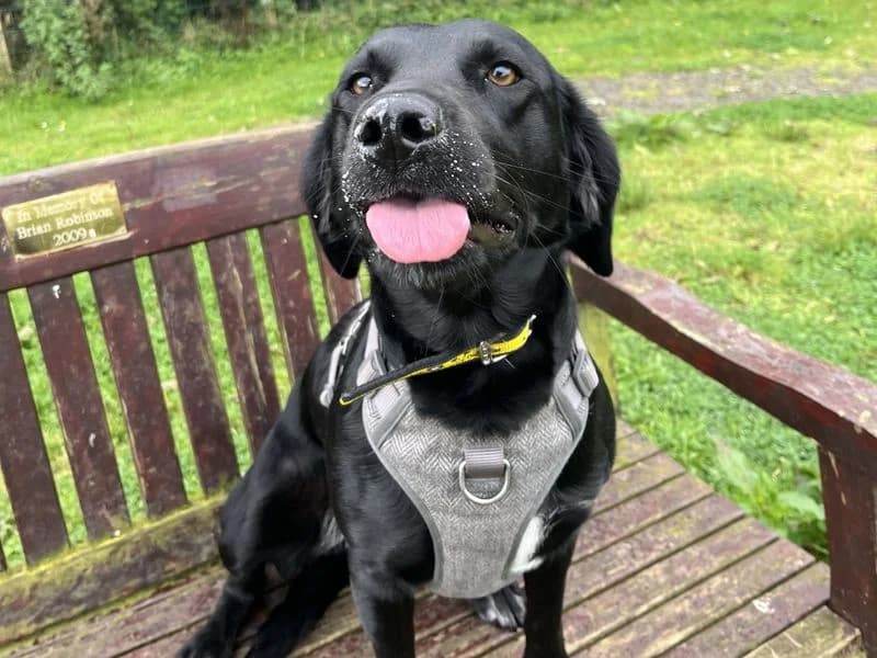 Riley, female young Labrador Retriever for adoption at Dogs Trust Ballymena, Ballymena