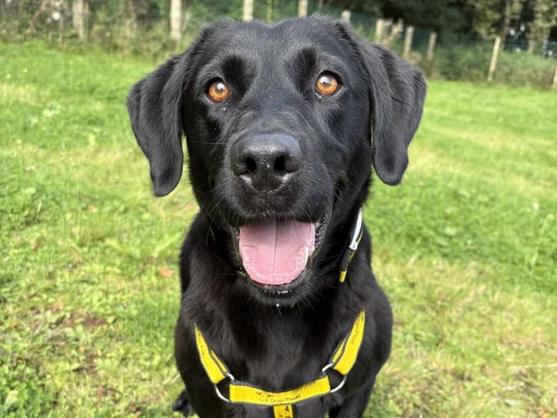 Nelly, female 5yo Labrador Retriever for adoption at Dogs Trust Ballymena, Ballymena