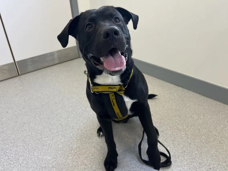 Finn, male puppy Labrador Retriever for adoption at Dogs Trust Ballymena, Ballymena