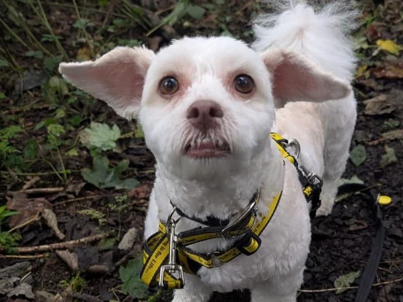 Teddie, female 5yo Bichon Frisé for adoption at Dogs Trust Ballymena, Ballymena