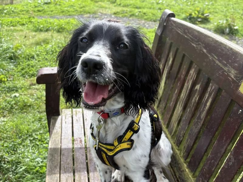 Comet, female puppy mixed breed for adoption at Dogs Trust Ballymena, Ballymena