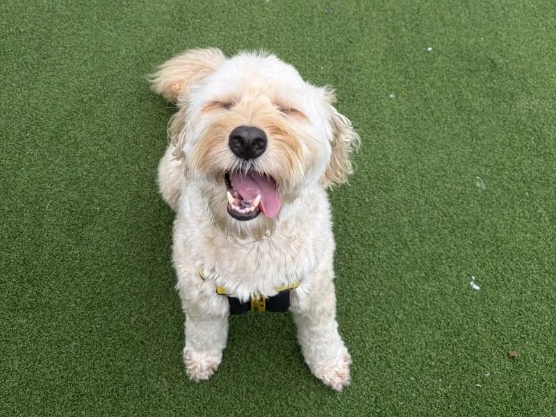 Fionn, male 5yo Poodle for adoption at Dogs Trust Ballymena, Ballymena