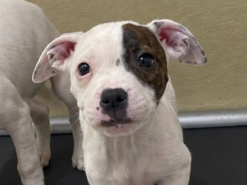 Morticia, female puppy Staffordshire Bull Terrier for adoption at Dogs Trust Ballymena, Ballymena