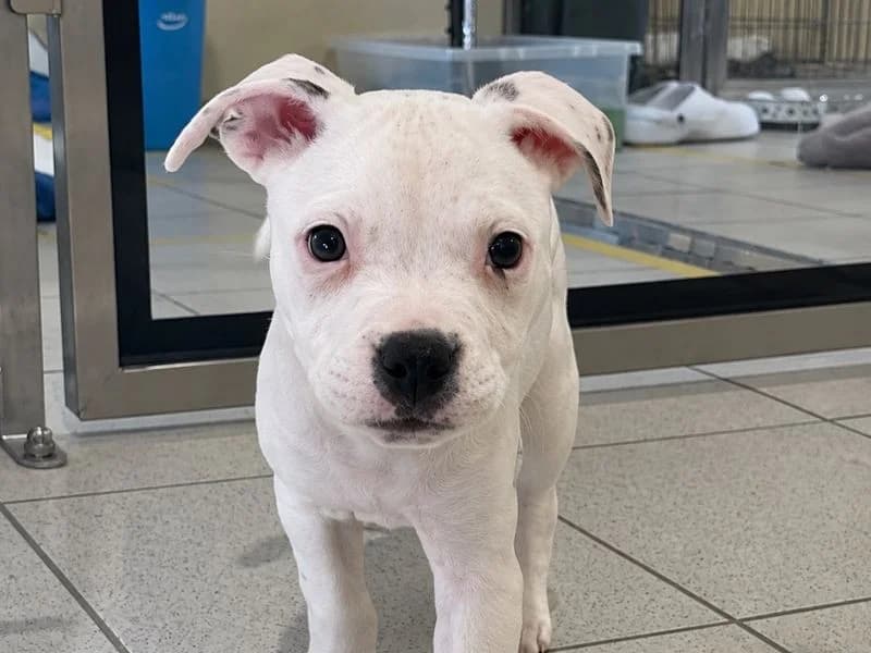 Morticia, female puppy Staffordshire Bull Terrier for adoption at Dogs Trust Ballymena, Ballymena