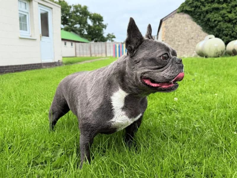 Winnie, female 7yo English Bulldog for adoption at Dogs Trust Bridgend, Mid Glamorgan