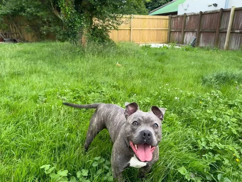 Lara, female young Staffordshire Bull Terrier for adoption at Dogs Trust Bridgend, Mid Glamorgan