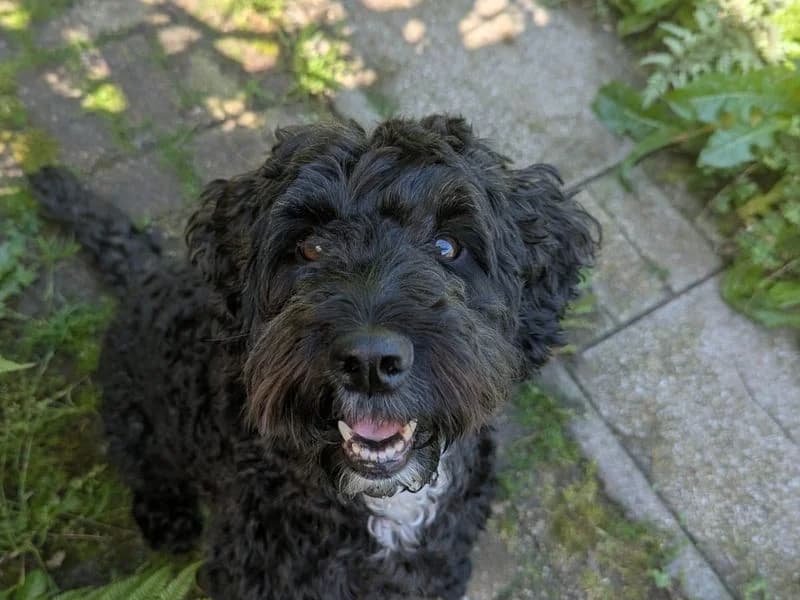 Pippin, female 5yo Cocker Spaniel for adoption at Dogs Trust Bridgend, Mid Glamorgan